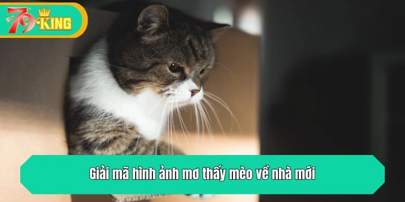 Giải mã hình ảnh mơ thấy mèo về nhà mới